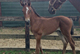 Famous d’Equart