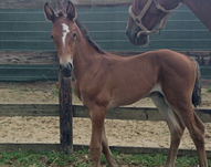 Famous d’Equart