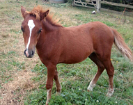 Formidable d’Equart