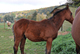 Gamma d’Equart