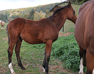 Gamma d’Equart  