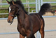 Hussard d’Equart