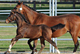 Hussard d’Equart