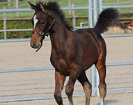 Hussard d’Equart