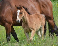Cheval à  vendre