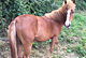 Evanescence d'Arbalou