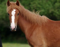 Evanescence d'Arbalou