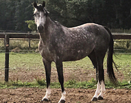Cheval à vendre
