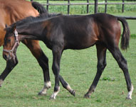 Cheval à vendre