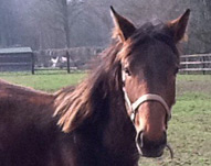 Cheval ÃƒÂ  vendre