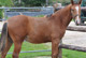 Cliquer pour agrandir ATOUT COEUR d'YVILLE