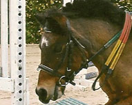 Cheval ÃƒÂ  vendre