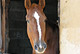 O'Z du Moulin - photo 1