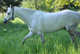 Ozurne Chartrain - photo 5