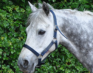 Cheval ÃƒÂ  vendre