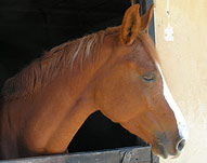 Photo : Qadette du Désert