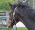 Cheval vendu : Qadette du Désert -femelle de 5 ans