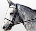 Cheval à vendre