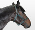 Cheval à vendre