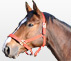 Cheval à vendre