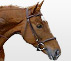 Cheval vendu : Must de Flore - hongre de 9 ans