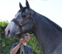 Cheval vendu : Cabrero - hongre de 7 ans