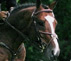 Cheval à vendre