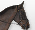 Cheval vendu : Must de Flore - hongre de 9 ans