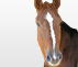 Cheval vendu : O'Z du Moulin - hongre de 7 ans