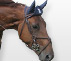 Cheval ÃƒÂ  vendre