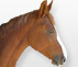Cheval vendu : Qadette du Désert -femelle de 5 ans