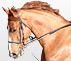 Cheval ÃƒÂ  vendre
