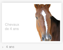Nos chevaux de 4 ans