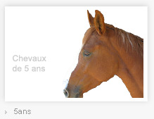 Nos chevaux de 5 ans