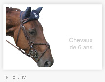 Nos chevaux de 6 ans