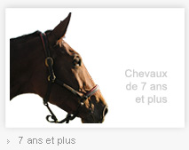 Nos chevaux de 7 ans et plus